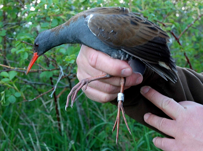 Water Rail, Sundre 20090524